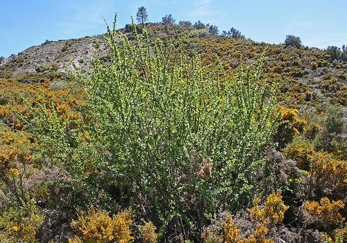 Berberis australis  -  SUB-ENDEMISMO IBERICO